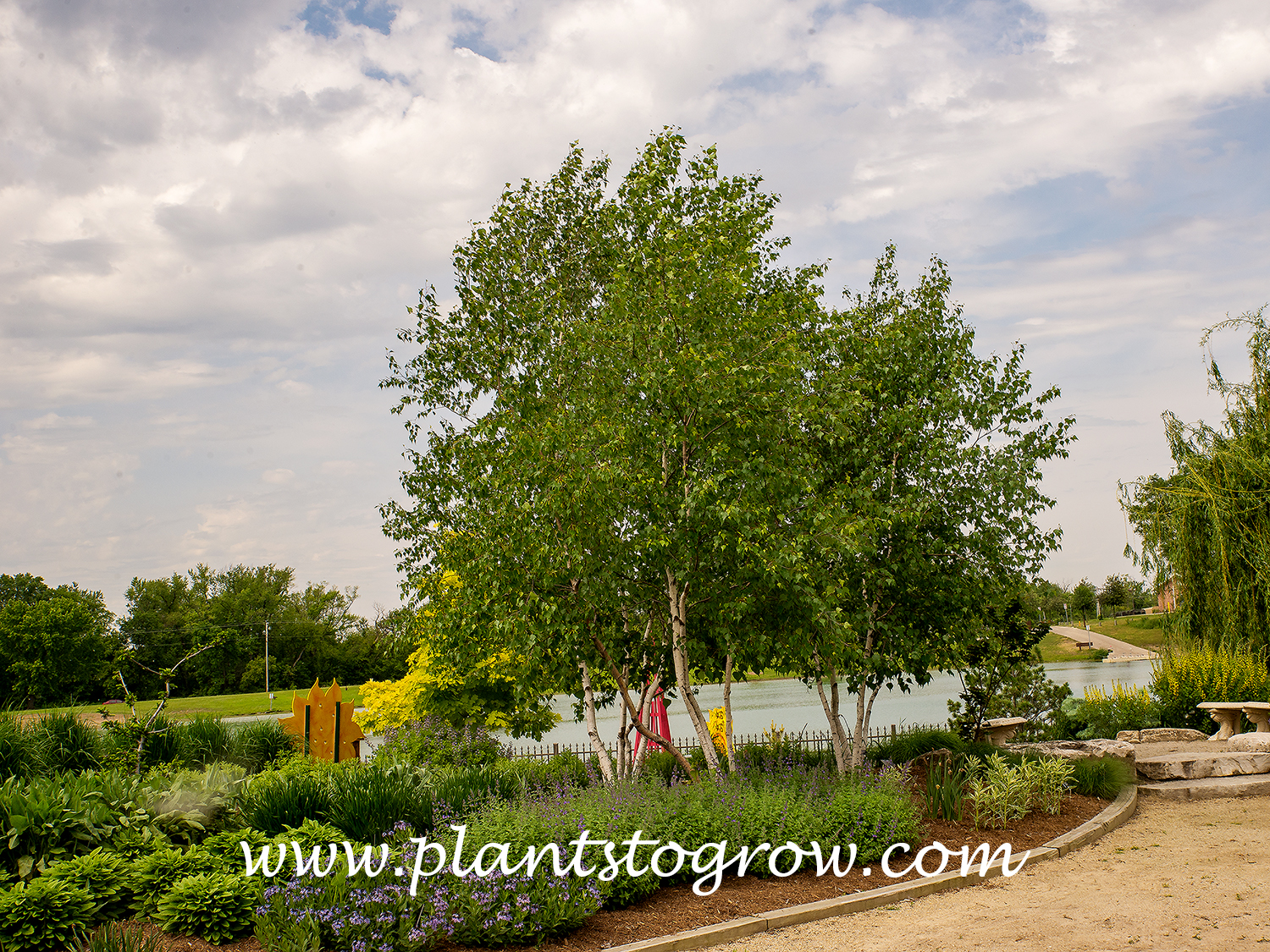 Whitespire Birch (Betula populifolia)